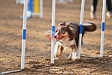 wedstrijd agility friends zaterdag