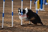 wedstrijd agility friends zaterdag