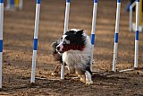 wedstrijd agility friends zaterdag