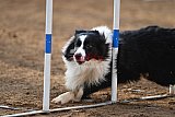 wedstrijd agility friends zaterdag