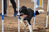 wedstrijd agility friends zaterdag