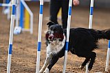 wedstrijd agility friends zaterdag