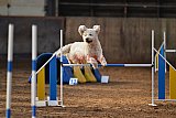 wedstrijd agility friends zaterdag