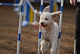 wedstrijd agility friends zaterdag