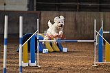 wedstrijd agility friends zaterdag