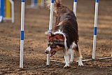 wedstrijd agility friends zaterdag