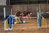 wedstrijd agility friends zaterdag