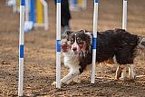 wedstrijd agility friends zaterdag