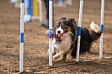 wedstrijd agility friends zaterdag