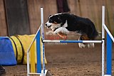 wedstrijd agility friends zaterdag