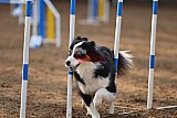 wedstrijd agility friends zaterdag