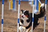 wedstrijd agility friends zaterdag