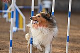 wedstrijd agility friends zaterdag
