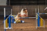 wedstrijd agility friends zaterdag