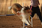 wedstrijd agility friends zaterdag