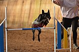 wedstrijd agility friends zaterdag