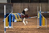 wedstrijd agility friends zaterdag