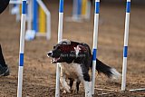 wedstrijd agility friends zaterdag
