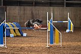 wedstrijd agility friends zaterdag