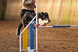 wedstrijd agility friends zaterdag