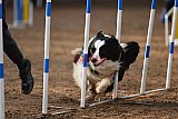 wedstrijd agility friends zaterdag