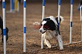 wedstrijd agility friends zaterdag