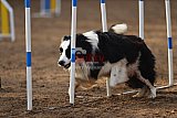 wedstrijd agility friends zaterdag