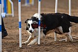 wedstrijd agility friends zaterdag