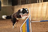 wedstrijd agility friends zaterdag