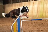 wedstrijd agility friends zaterdag