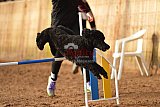 wedstrijd agility friends zaterdag