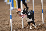 wedstrijd agility friends zaterdag