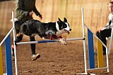 wedstrijd agility friends zaterdag