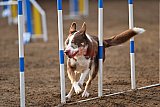 wedstrijd agility friends zaterdag