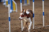 wedstrijd agility friends zaterdag