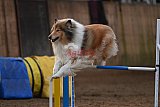 wedstrijd agility friends zaterdag