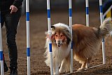 wedstrijd agility friends zaterdag