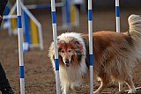 wedstrijd agility friends zaterdag