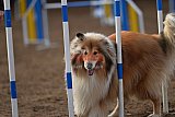 wedstrijd agility friends zaterdag