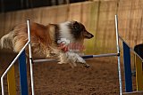 wedstrijd agility friends zaterdag