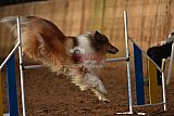 wedstrijd agility friends zaterdag