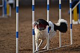 wedstrijd agility friends zaterdag