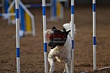 wedstrijd agility friends zaterdag