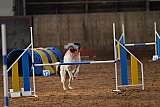 wedstrijd agility friends zaterdag