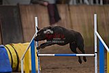 wedstrijd agility friends zaterdag
