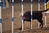 wedstrijd agility friends zaterdag