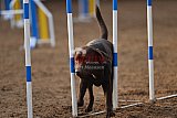 wedstrijd agility friends zaterdag