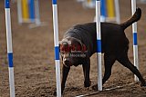 wedstrijd agility friends zaterdag