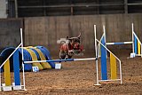 wedstrijd agility friends zaterdag