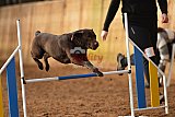wedstrijd agility friends zaterdag